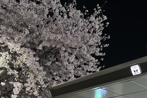 Visite touristique privée de Séoul, ville des cerisiers en fleurs