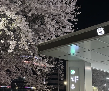 Seoul City Cherry Blossom Private Sightseeing Tour