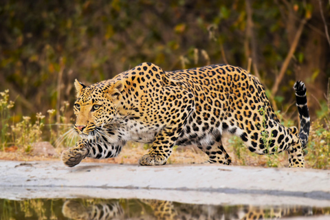 Jaipur: Prywatna wycieczka z przewodnikiem Jhalana Leopard Safari Tour