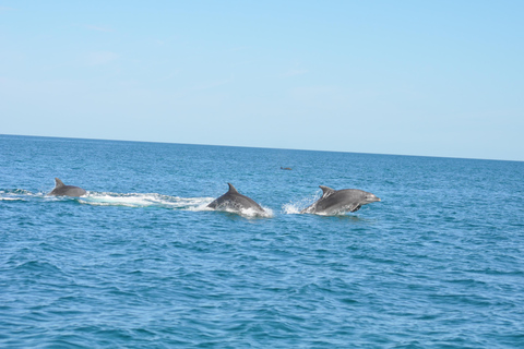 Djerba: Half-Day Boat Trip, Dolphin Watching, Swimming, and Lunch