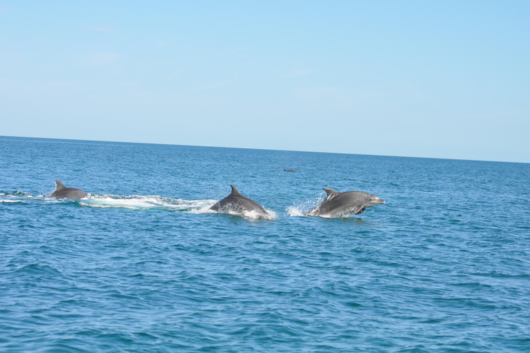 Djerba: Half-Day Boat Trip, Dolphin Watching, Swimming, and Lunch