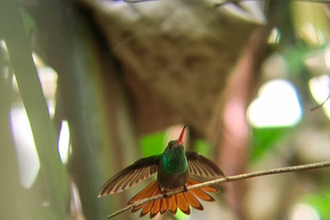 De San José au parc national Manuel Antonio visite guidée