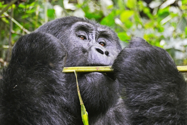 6 jours de safari d'habituation des gorilles et des chimpanzés