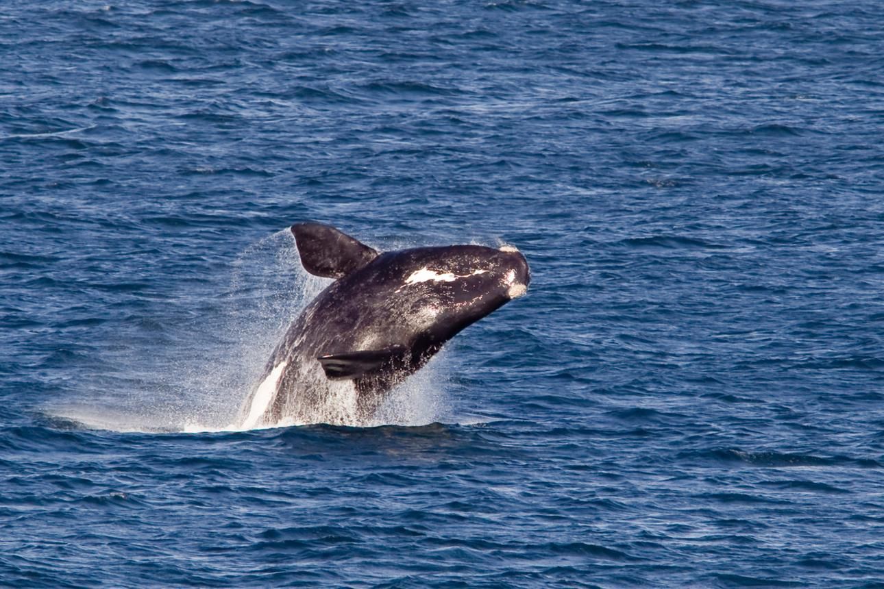 Walwunder: majestätische Meeresabenteuer in Hermanus