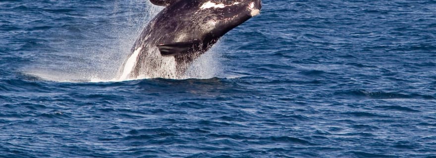 Les merveilles des baleines : aventures marines majestueuses à Hermanus