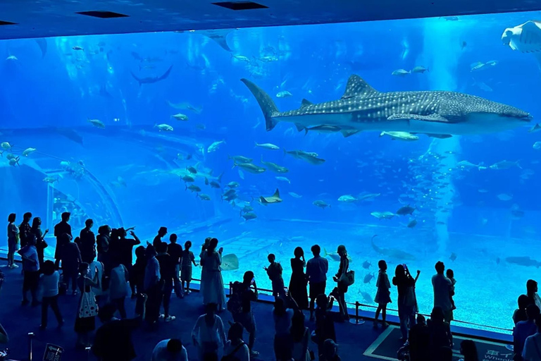 Kumejima : aquarium Churaumi d&#039;Okinawa, Manzamo, parc de l&#039;ananasBanque SMBC Shinjuku West Exit 9h30 (week-end et jours fériés 8h30)