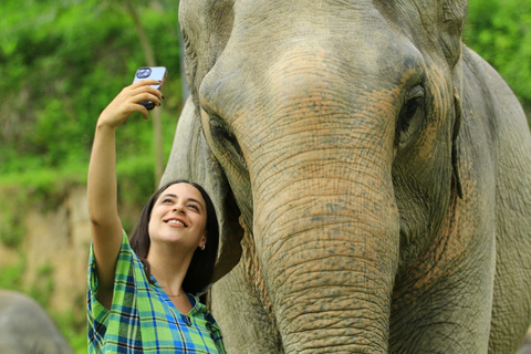 Phuket : programme d'alimentation des éléphants