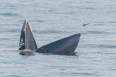 From Pattaya: Upper Gulf of Thailand Whale Watching Day Tour