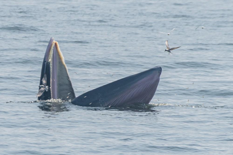 From Pattaya: Upper Gulf of Thailand Whale Watching Day Tour