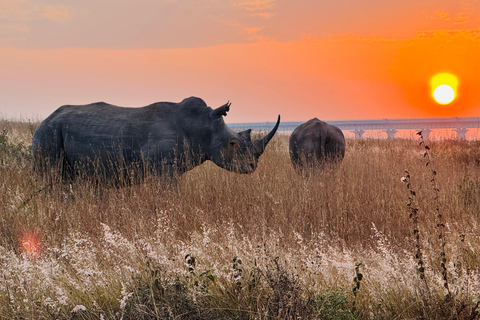 Nairobi Park Safari, Sheldrick's Orphanage & Giraffe Center Shared Drive in Open-Roof Van Game Drive