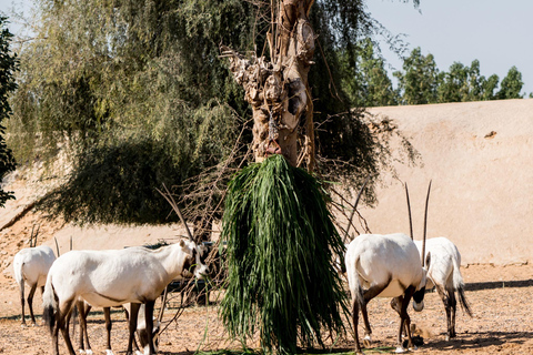 Dubai: Dubai Safari Park EintrittskarteSafari Park Pass