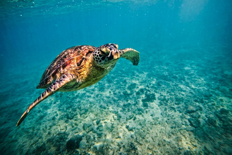 Mirissa Guided Snorkeling Tour with Sea Turtle & Coral Reef