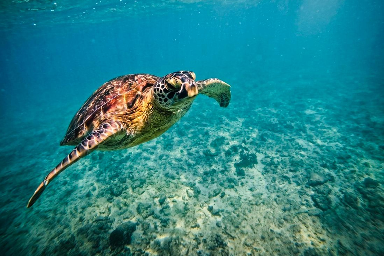 Mirissa Guided Snorkeling Tour with Sea Turtle & Coral Reef