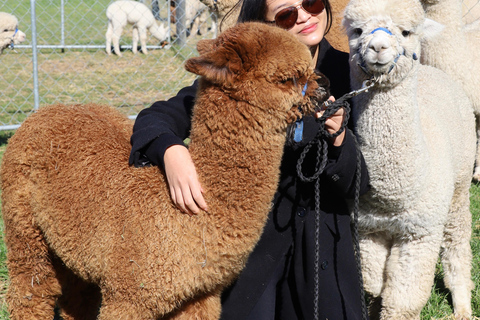 From Christchurch: Alpaca Farm Tour with Feeding and Guide
