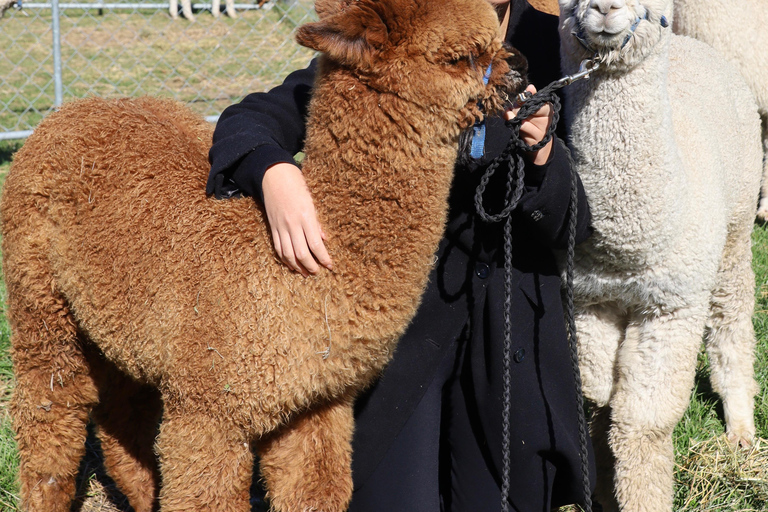 From Christchurch: Alpaca Farm Tour with Feeding and Guide