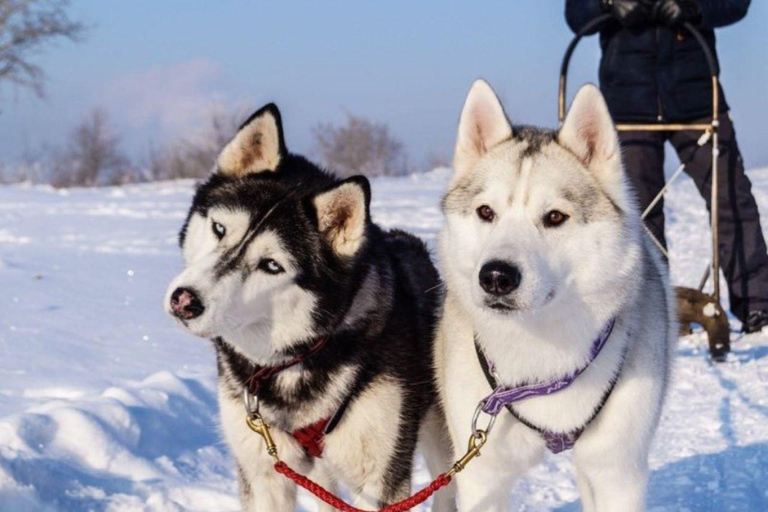 Levi: 5 Km Husky Sledding Ride in Levi
