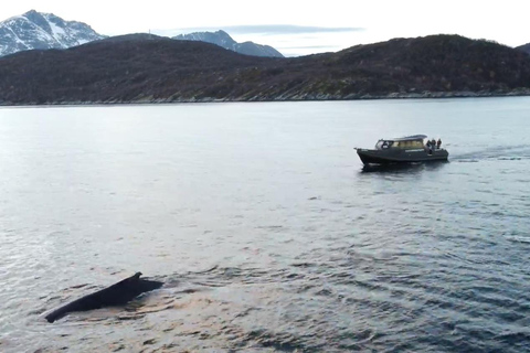 Skjervøy : Excursion en bateau chauffé pour l&#039;observation des orques et des baleines