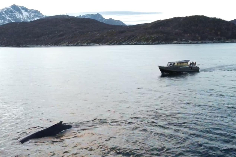 Skjervøy : Excursion en bateau chauffé pour l&#039;observation des orques et des baleines