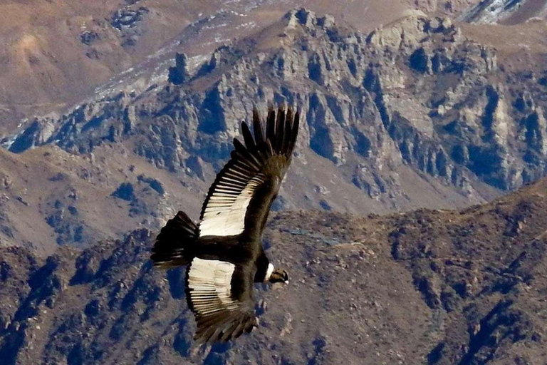 Colca Canyon Day Trip from Arequipa Departure 8:00 am