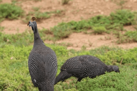 Cape Town: Kirstenbosch & False Bay Birdwatching Tour