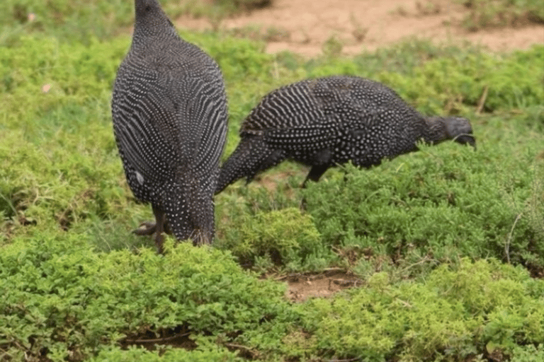 Cape Town: Kirstenbosch & False Bay Birdwatching Tour