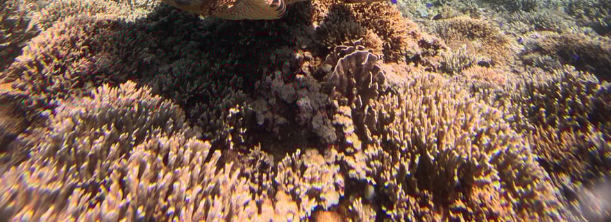 Gili Trawangan : la meilleure excursion de plongée avec tuba, avec documentation GOPRO