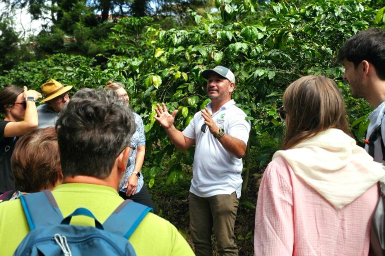 Boquete: Geisha Coffee Plantation Tour with Tasting
