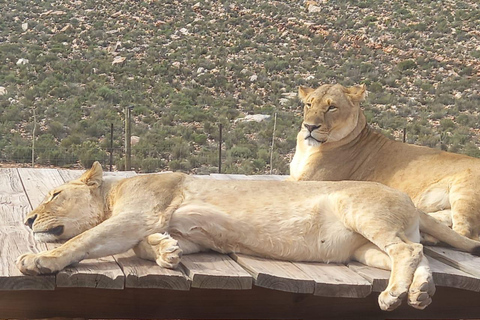 Da Città del Capo: Tour Safari della Riserva di caccia dell&#039;Aquila con pranzo