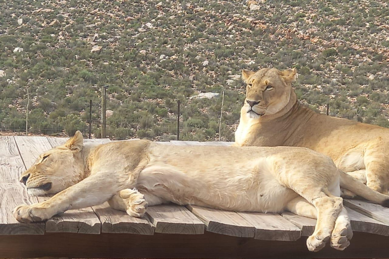 Da Cidade do Cabo: Safári na Aquila Game Reserve com almoço