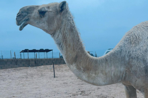 Riyadh: 2-day tour of 5 heritage villages and a safari trip