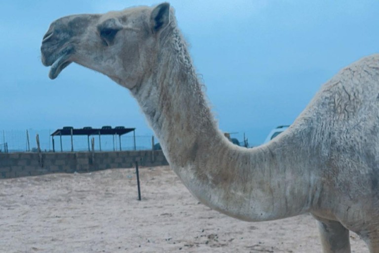 Riyadh: 2-day tour of 5 heritage villages and a safari trip