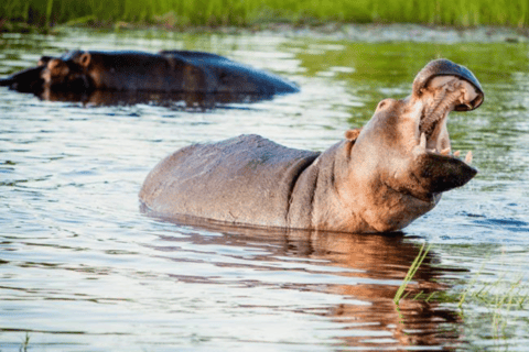 Kasane: 3-Day Chobe Big Five Safari at Two Rivers Hotel
