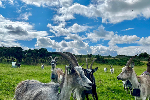 Dublin: Howth Peninsula Hiking TourDublin: Howth Hiking Tour