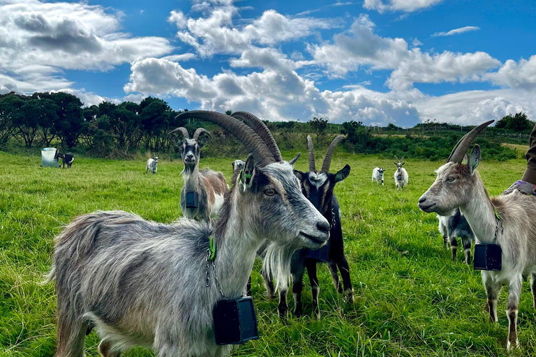 Dublin: Howth Peninsula Hiking TourDublin: Howth Hiking Tour