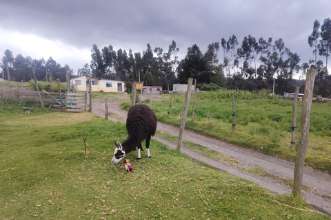 Quito: Cotopaxi – Climb to the hut and hike around Limpiopungo Lagoon