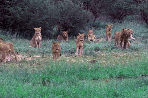 Safari no Kruger de 3 dias com voo de Joanesburgo