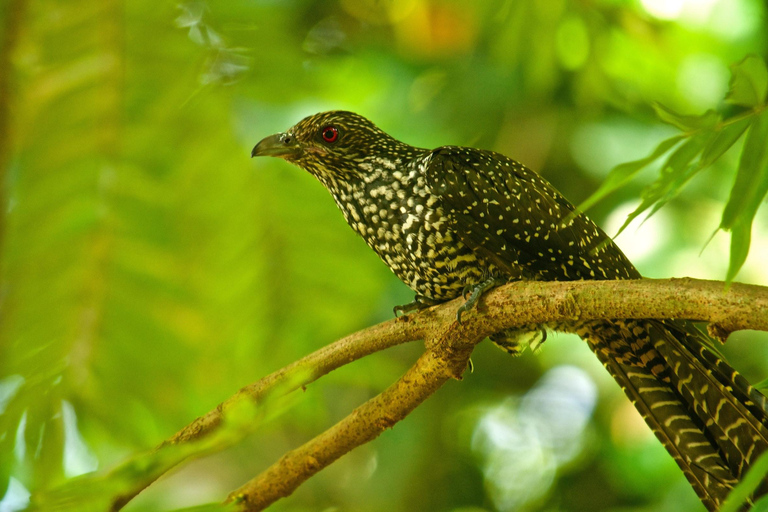 Von Colombo aus: 2-tägige Wildlife &amp; Heritage Tour an der Südküste