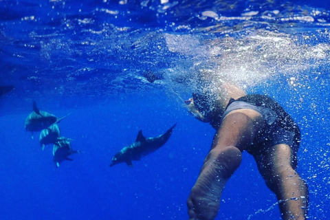 Funchal: Cruzeiro de observação de baleias e natação com golfinhos