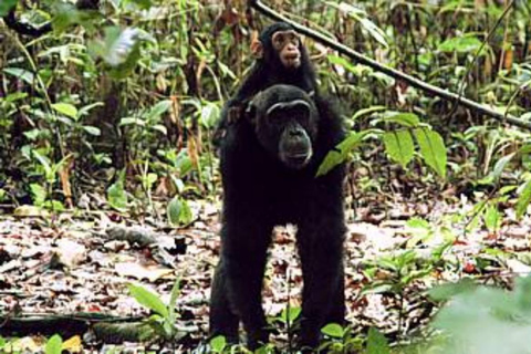 KIGOMA: Chimpanzees trekking Day Trip in Gombe national park Private Chimpanzee Trekking with Hotel Transfer and Lunch