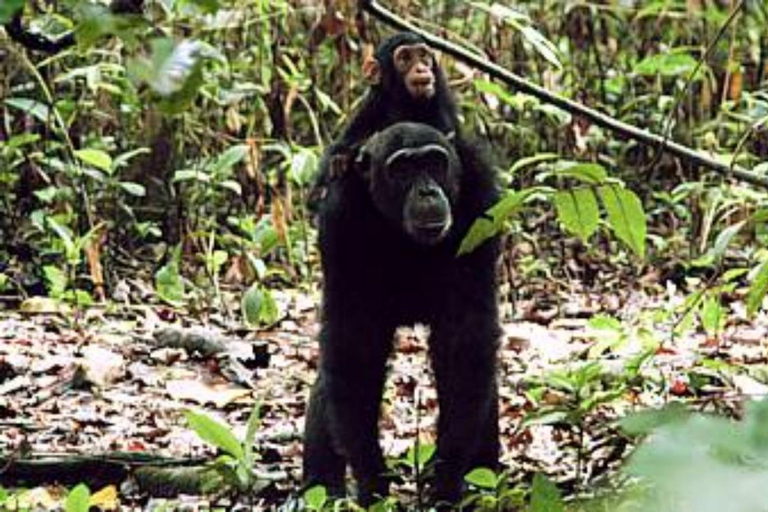 KIGOMA: Chimpanzees trekking Day Trip in Gombe national park Private Chimpanzee Trekking with Hotel Transfer and Lunch