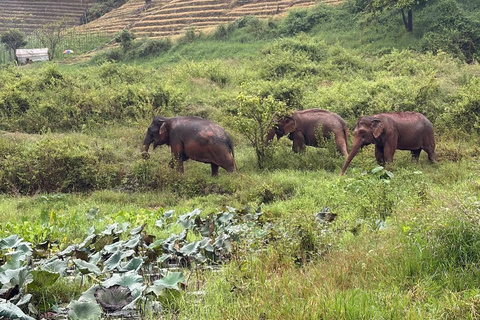 Chiang Mai: Temple Visit & Elephant Nature Observation