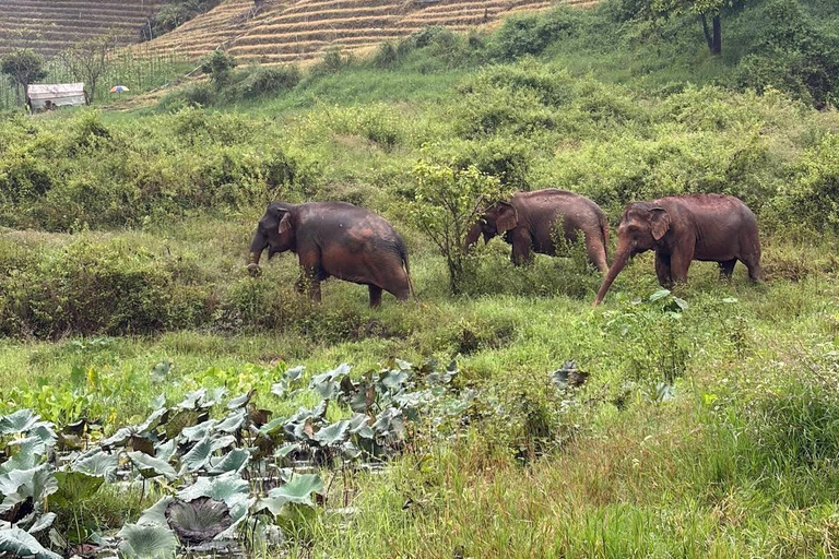 Chiang Mai: Temple Visit & Elephant Nature Observation
