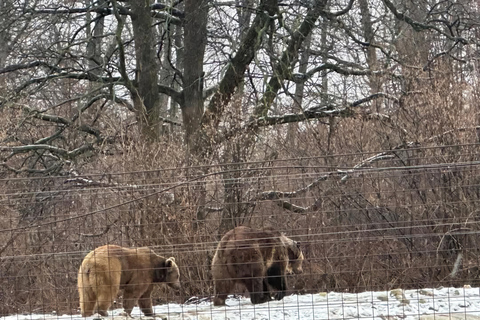 Bucareste: Santuário dos Ursos Pardos e Passeio de Quadriciclo