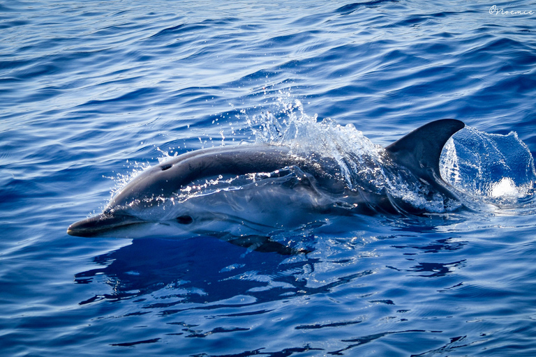 Whale watching, dolphins, and whales departing from Bandol