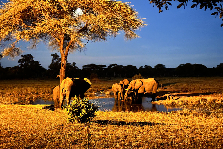 Windhoek: 3-Day Guided Safari in Etosha with Lodge