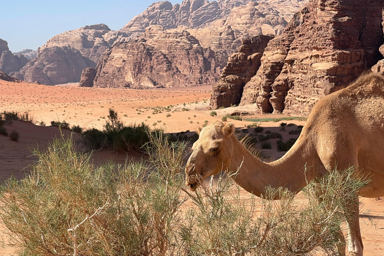 Wadi Rum: tour de medio día en jeep con guía beduino