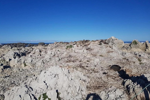 From Christchurch: 2-Day Kaikōura Tour with Accommodation
