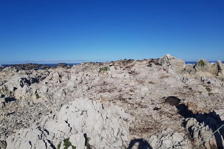From Christchurch: 2-Day Kaikōura Tour with Accommodation