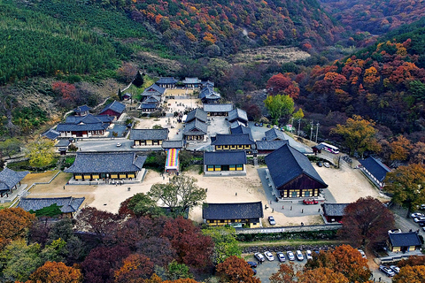 Busan: Miryang Day Tour with Apple Makgeolli Experience