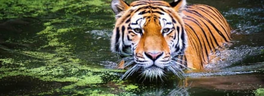 Sawai Madhopur : safari dans le parc national de Ranthambhore